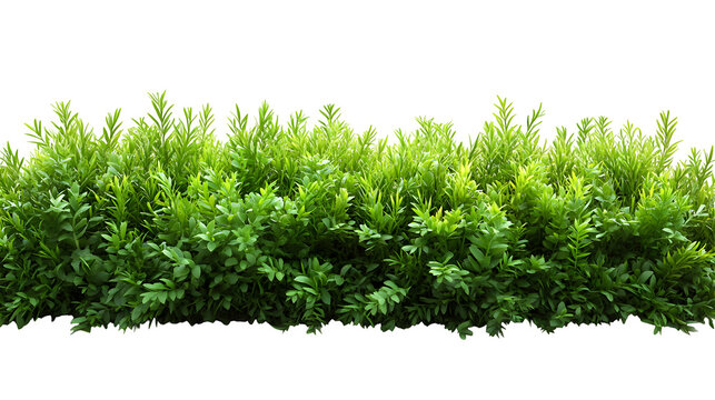 Green grass surface texture, high-definition, realistic look, isolated on white background