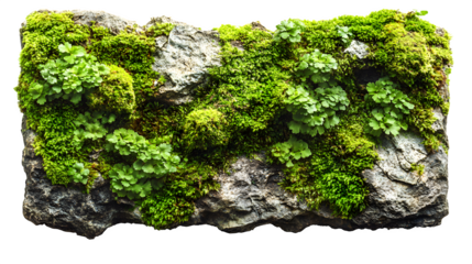 Green moss-covered wall texture isolated on white background