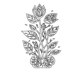 Botanical Black and White Art on Transparent