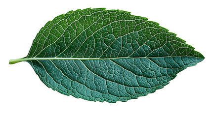 Obraz premium Green plant leaf showing detailed veins, isolated on white background