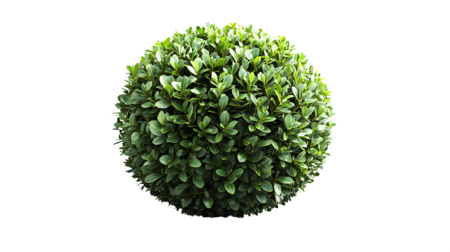 Green spherical shrub isolated on white background