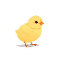 baby chicken on white background