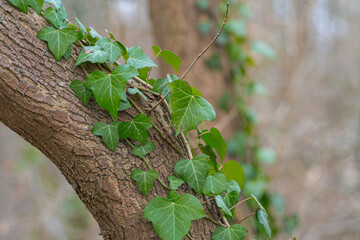 Ivy on a Branch