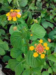 yellow flower with green leaves