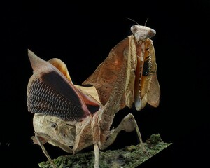 Leaf mantis (Deroplatys lobata) with broad, ornate lobes mimicking foliage. Cryptic camouflage on a mossy perch. Striking insect, 18 april 2025 Indonesia