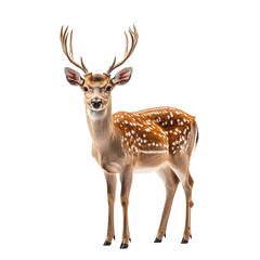 Fototapeta premium Graceful deer with antlers standing png majestic woodland creature png refined serene forest inhabitant png dynamic antler display transparent background image