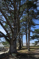 Paysage de mer dans les pins - Bretagne