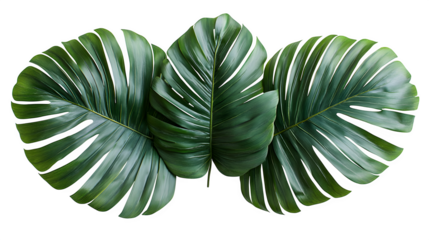 full green palm leaf branch, realistic look, isolated on white background