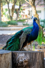 peacock in the garden