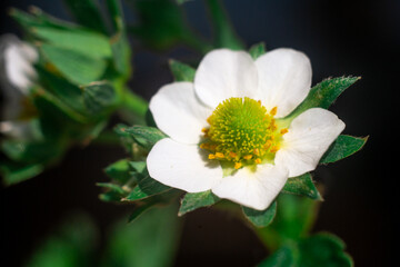 daisy. Bellis. small pink daisies in green grass , background screensaver place for text. meadow chamomile close up flowering grass lawn with white Bellis flowers closeup. Bellis perennis daisy.