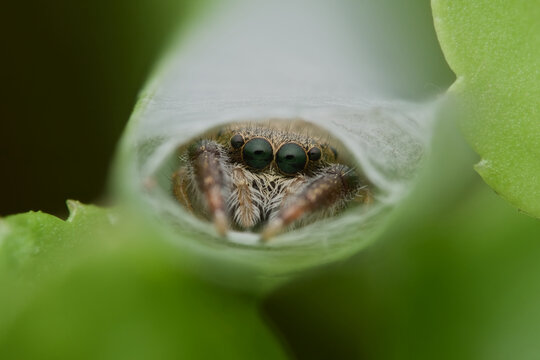 Cute jumping spider genus of hyllus diardi in the web nest