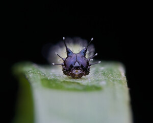 Caterpillar on the grass