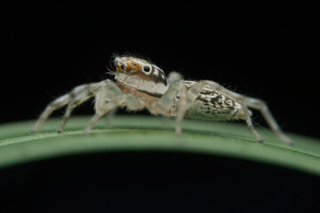 Cute jumping spider on the leaf from side view