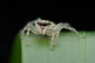 Cute jumping spider on the leaf
