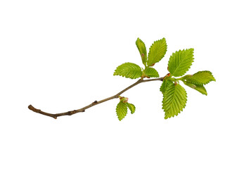 Small branch with spring fresh green leaves isolated on white or transparent background