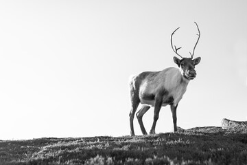 Black and white portrait image of a lone reindeer in the Cairngorms National Park. © Migara