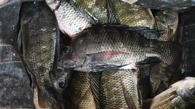 Live caught tilapia fish. Nile Tilapia, Oreochromis niloticus, Oreochromis mossambicus fish close up.