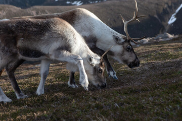 A pair of reindeer photographed on the mountain peaks of Cairngorms National Park in Scotland. © Migara