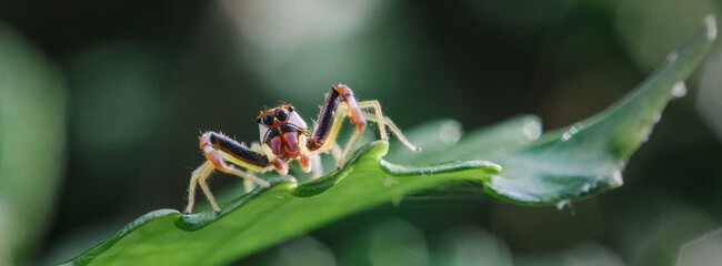 Close up of a jumping spider with reddish-brown and black markings on a vibrant green leaf. Macro, wildlife, nature, Malaysia. 