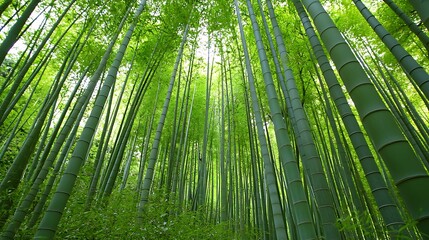 Lush green bamboo forest viewed from below, sunlight filtering through tall stalks.