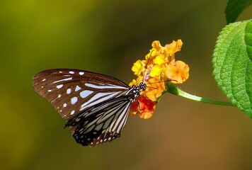 butterfly on leaf