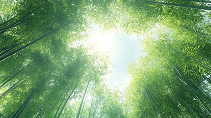 Obraz premium Sunlight through dense bamboo forest canopy.
