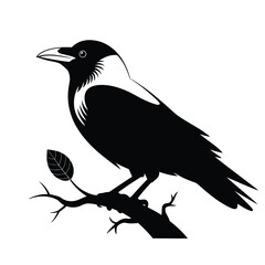 Crow or Raven Silhouette on a Tree Branch