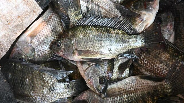 Live caught tilapia fish. Nile Tilapia, Oreochromis niloticus, Oreochromis mossambicus fish close up.