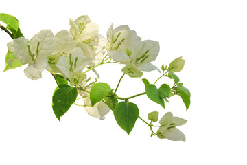 White bougainvillea flower branch isolated on white
