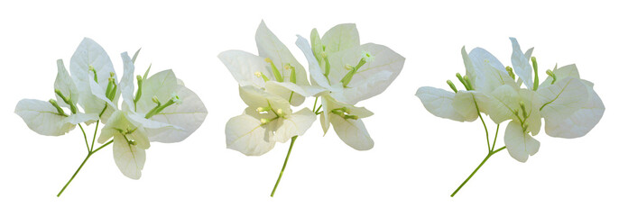 Set of white Bougainvillea flower isolated on white
