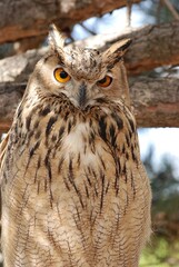 great horned owl