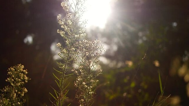 Bright sun light ray n morning sunlight shining on swaying reeds or wild grass field n meadow in tropical summer sunrise sky with nature tropic plant at rural countryside at sunshine day, 4k b-roll
