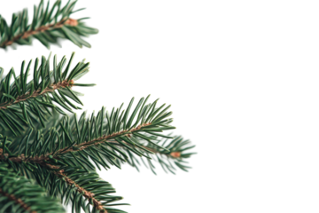 Close up view of green pine branch with sharp needles isolated on clean white background