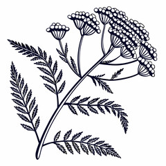 vector illustration of a black and white flowers