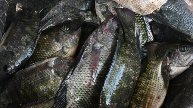 Live caught tilapia fish. Nile Tilapia, Oreochromis niloticus, Oreochromis mossambicus fish close up.