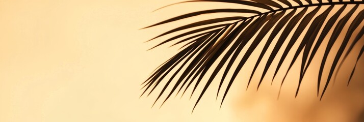 Obraz premium Minimalist palm frond silhouette blurred sunset light warm background tropical plant leaf for graphic design summer beach nature and vacation themes