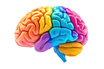 Explore the intricate beauty of a colorful 3D model of the human brain today