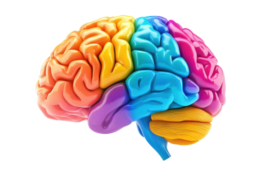 Explore the intricate beauty of a colorful 3D model of the human brain today