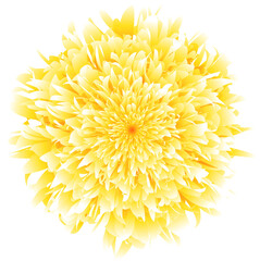 yellow chrysanthemum flower