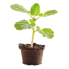 small green plant with vibrant leaves is growing in brown pot filled with soil, symbolizing growth and new beginnings. This captures essence of nature and nurturing