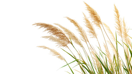 Fototapeta premium Cane Reed Seeds and Grass Isolated on White Background