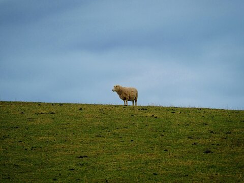 One single lone isolated sheep standing on green grass meadow pasture farm hill with cloudy blue background, typical nature landscape in New Zealand