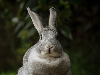 Detailed closeup headshot portrait of a tame wild rabbit hare bunny with grey fur near Kaiate Falls Papamoa Bay of Plenty North Island New Zealand