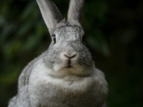 Detailed closeup headshot portrait of a tame wild rabbit hare bunny with grey fur near Kaiate Falls Papamoa Bay of Plenty North Island New Zealand