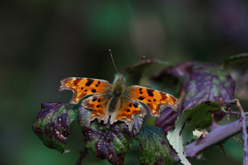 Butterfly on a bush. A Comma butterfly with wide span orange wings with scalloped edges , is feeding on nectar in the woods, in Spring, 	
