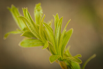 Close-up of tender green leaves sprouting from a stem, symbolizing new growth and the arrival of spring. Soft, blurred background provides copy space.