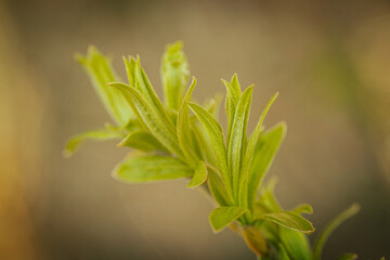 Close-up of tender green leaves sprouting from a stem, symbolizing new growth and the arrival of spring. Soft, blurred background provides copy space.