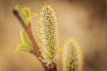 Macro photo of a willow catkin with yellow pollen-covered stamens emerging from a bud, symbolizing the arrival of spring. Soft background offers copy space.