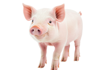 Adorable pink pig looking curious and sweet isolated on white background for fun animal illustrations