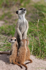 Fototapeta premium Les suricates du Botswana